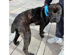 Adopt Dahlia* a Cane Corso, Mixed Breed