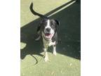 Adopt 55101529 a Australian Shepherd, Mixed Breed