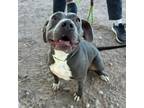 Adopt Carla* a Pit Bull Terrier, Mixed Breed