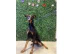 Adopt Raven a Doberman Pinscher, Mixed Breed