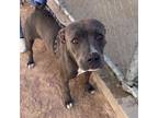 Adopt Orca* a Pit Bull Terrier, Mixed Breed