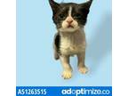 Adopt Adopt or Foster Me a Domestic Short Hair