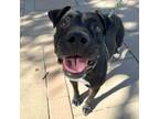 Adopt Seza a Pit Bull Terrier, Mixed Breed