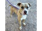 Adopt Tabitha* a Pit Bull Terrier, Mixed Breed