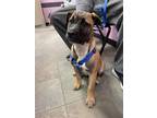 Adopt Tina* a German Shepherd Dog, Mixed Breed