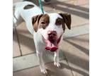 Adopt Wendy's* a Pointer, Mixed Breed
