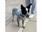 Adopt Shark* a Australian Cattle Dog / Blue Heeler, Mixed Breed