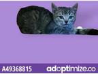 Adopt Adopt or Foster Me a Domestic Short Hair