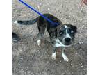 Adopt Cleopatra* a Catahoula Leopard Dog, Mixed Breed