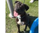 Adopt Mick a Pit Bull Terrier, Mixed Breed
