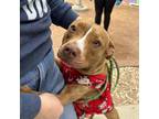 Adopt Starfire* a Pit Bull Terrier, Mixed Breed