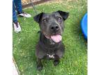 Adopt Isabela a Pit Bull Terrier, Mixed Breed