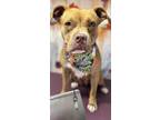Adopt Kali* a Pit Bull Terrier, Mixed Breed