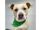 Adopt Almond Joy* a Pit Bull Terrier, Mixed Breed