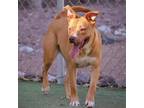 Adopt Lima Bean a Pit Bull Terrier, Mixed Breed