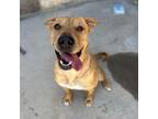 Adopt Cinnamon Toast Crunch a Shar-Pei, Mixed Breed