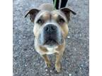Adopt Oregano a Pit Bull Terrier, Mixed Breed
