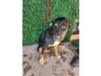 Adopt June Bug a Mixed Breed