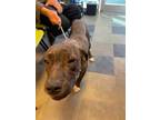 Adopt Blossom* a Pit Bull Terrier, Mixed Breed