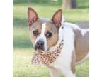 Adopt Lolly a Boston Terrier, Mixed Breed