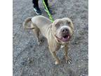 Adopt Bubbles* a Pit Bull Terrier, Mixed Breed