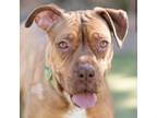 Adopt San Diego a Boxer, Mixed Breed