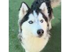 Adopt Elsa a Siberian Husky, Mixed Breed