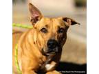 Adopt Aunt Pristine Fig a German Shepherd Dog, Mixed Breed