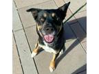 Adopt Beetle* a Greater Swiss Mountain Dog, Mixed Breed