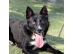 Adopt Miztli* a Border Collie, Mixed Breed