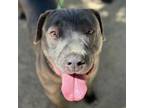 Adopt Dora* a Pit Bull Terrier, Mixed Breed
