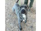 Adopt Dora* a Pit Bull Terrier, Mixed Breed