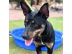 Adopt Twiggy a Doberman Pinscher, Mixed Breed