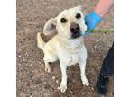 Adopt Miyuki* a Retriever, Mixed Breed