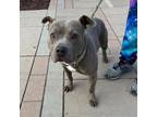 Adopt Dina* a Pit Bull Terrier, Mixed Breed