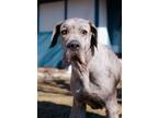 Adopt Amber a Great Dane, Mixed Breed