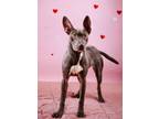 Adopt Sanobe a Pit Bull Terrier, Weimaraner