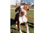 Adopt Joanie a Pit Bull Terrier, Mixed Breed
