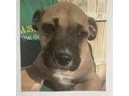 Adopt Mia 2 pup 5/Tootsie a Labrador Retriever, Plott Hound