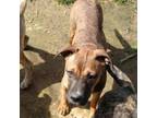 Adopt Mia 2 pup 5/Tootsie a Labrador Retriever, Plott Hound