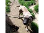 Adopt Mia 2 pup 2/Mara a Labrador Retriever, Plott Hound