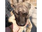 Adopt Mia 2 pup 2/Mara a Labrador Retriever, Plott Hound