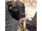 Adopt Mia 2 pup 4/Brynn a Labrador Retriever, Plott Hound