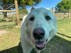 Adopt Angelina a Great Pyrenees
