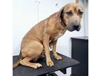 Adopt Puddin a Redbone Coonhound, Mastiff