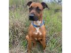 Adopt Dolly a Black Mouth Cur