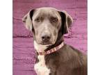 Adopt Nena a Weimaraner, Pit Bull Terrier