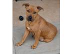 Adopt Luna a Pit Bull Terrier