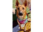 Adopt Rosie a Australian Kelpie