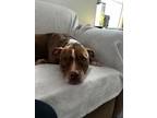 Adopt Gypsy a American Staffordshire Terrier